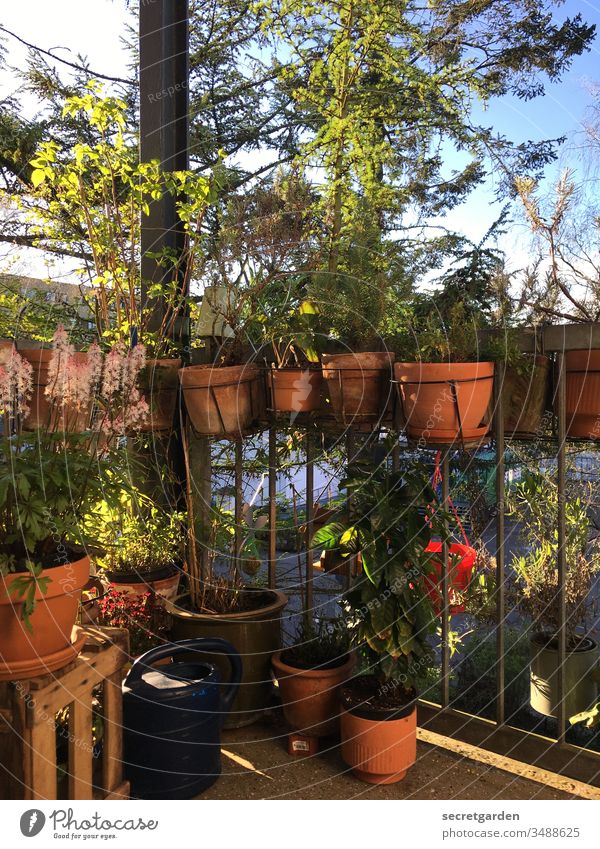 Und ewig lockt der Balkon. Balkonien gärtnern Frühling Außenaufnahme zuhause Lockdown Balkonbepflanzung öko Freizeit & Hobby Gartenarbeit grün Natur Sommer