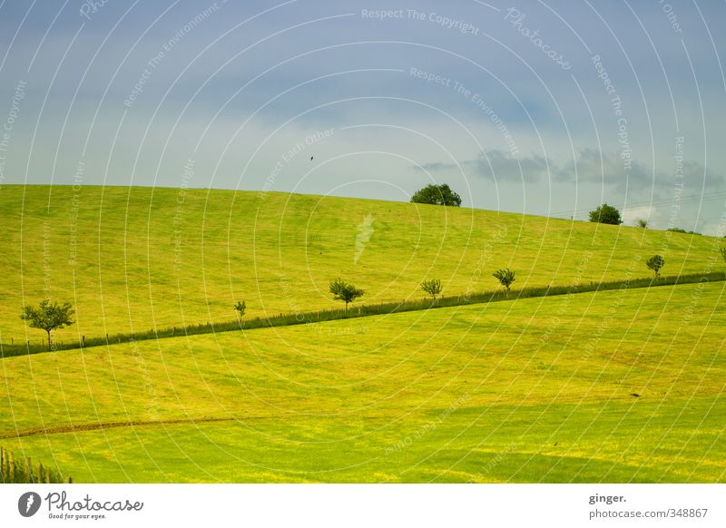 Trotz allem sanft. Umwelt Natur Landschaft Pflanze Himmel Sonnenlicht Frühling Klima Wetter Schönes Wetter Wärme Baum Gras Sträucher Grünpflanze Feld Hügel