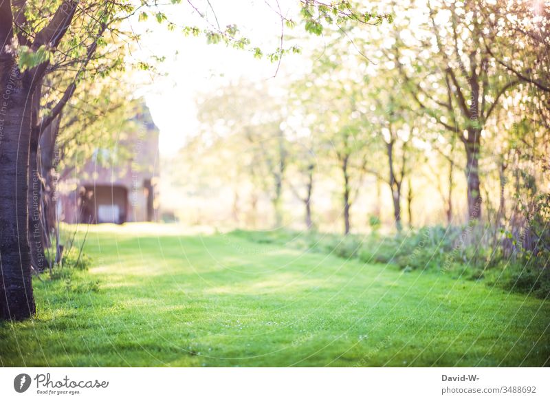 großer Garten grün Bäume Haus harmonsch Natur Baum Pflanze Umwelt Landschaft Sommer Farbfoto natürlich Licht Menschenleer Sonnenlicht Frühling Außenaufnahme