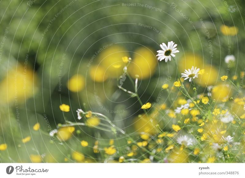 Blütensturm Natur Frühling Sommer Schönes Wetter Pflanze Blume Gras Wildpflanze Garten Park Wiese atmen Bewegung Blühend Duft leuchten träumen Wachstum frisch