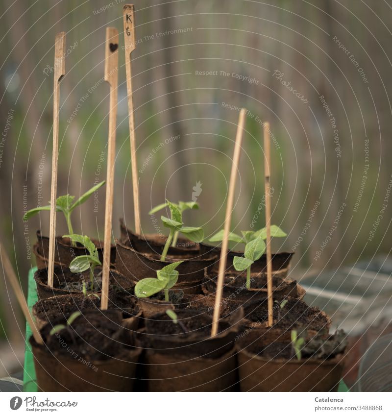 Grurken Setzlinge  wachsen empor Gurke Gartenarbeit Gurkensetzling Wachstum Anbau Natur grün Pflanze anbauen Nutzpflanze Anzucht Tag Frühling Erde Nahaufnahme