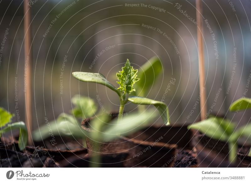 Ein Gurken Setzling wächst empor Gartenarbeit Gurkensetzling Wachstum Anbau Natur grün Pflanze anbauen Nutzpflanze Anzucht Tag Frühling Erde Nahaufnahme Blatt