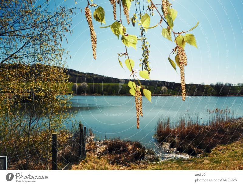 Birkenpollen Frühling Natur draußen Außenaufnahme hängen Zweige Blätter See Landschaft Farbfoto Baum Menschenleer Tag Zweige u. Äste Pflanze Umwelt Blatt