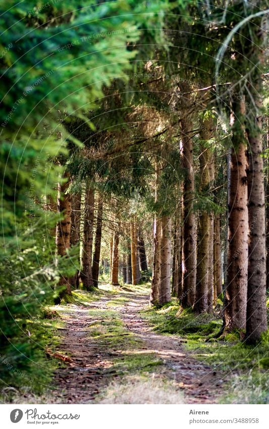 Wald, immer wieder Erholung für die Seele Wege & Pfade Sonnenlicht grün Einsamkeit ruhig braun Nadelbaum Nadelwald Baum wandern gehen Schönes Wetter