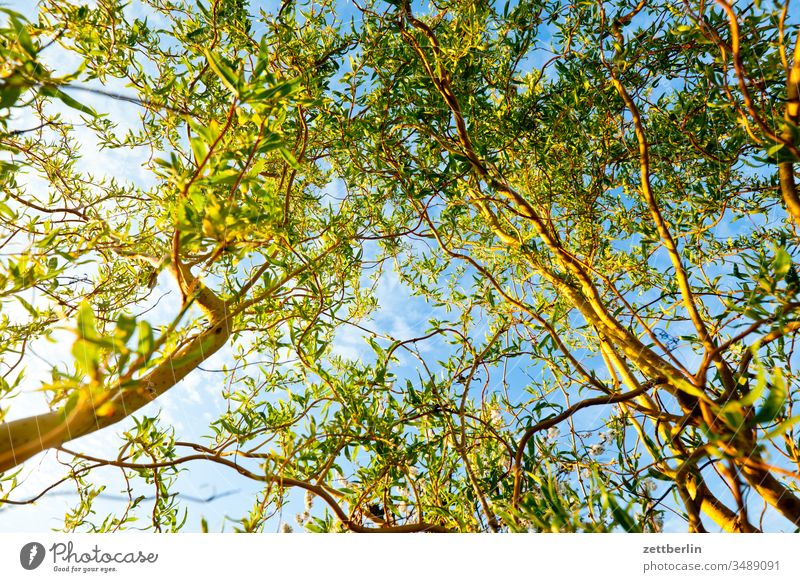 Weide aus der Froschperspektive ast baum erholung ferien frühjahr frühling garten himmel kleingarten kleingartenkolonie menschenleer natur pflanze ruhe