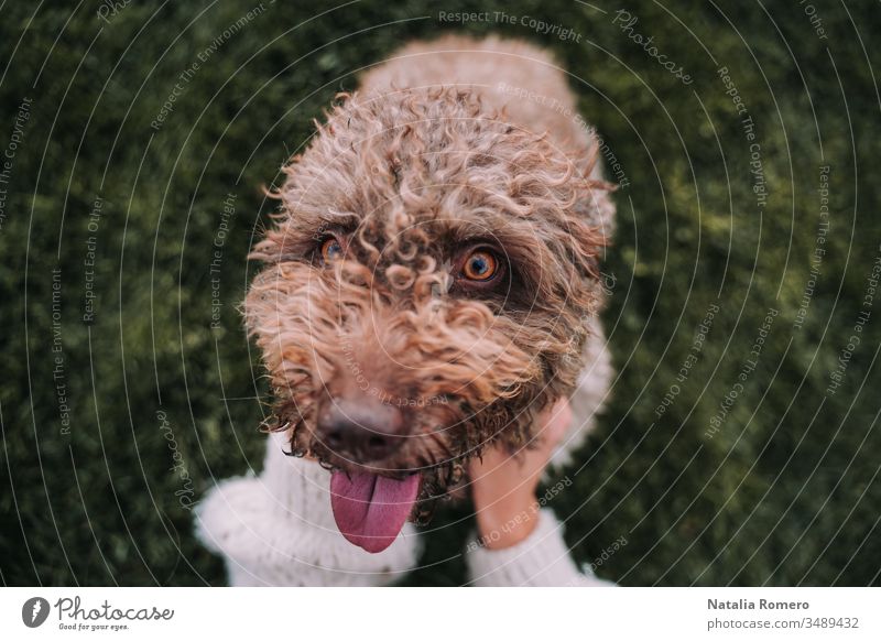 Ein wunderschöner Wasserhund sitzt auf der Wiese, während er in die Kamera schaut. Sein Besitzer streichelt ihn. Er streckt seine Zunge heraus und sieht glücklich aus.