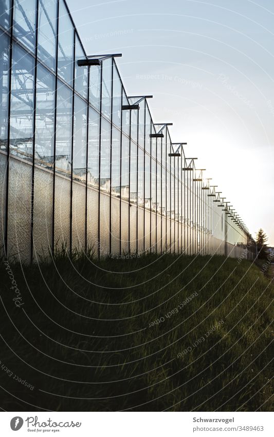 Gewächshaus in der Abenddämmerung treibhaus Glasfassade wachsen züchten Pflanze Botanik organisch Natur grün kultivieren Flora Ökologie Treibhauseffekt glashaus