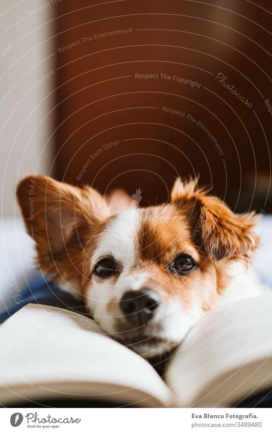 junge Frau und Hund zu Hause auf dem Bett liegend. Liebe, Zweisamkeit und Haustiere im Haus. Frau beim Lesen eines Buches. lesen heimwärts aussruhen schlafen