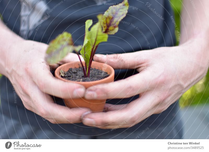 Rote Bete Pflänzchen in einem Tontopf, gehalten von einem jungen Mann Gemüsepflanze Rote Bete Pflanze junges Gemüse Gärtner pflanzen Beet Pflanztopf Frühling