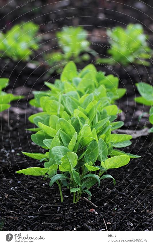 Junge Trieblinge im Blumenbeet Triebe Natur Pflanze grün Blatt Nahaufnahme Grünpflanze Schwache Tiefenschärfe Frühling frisch Wachstum natürlich Landwirtschaft