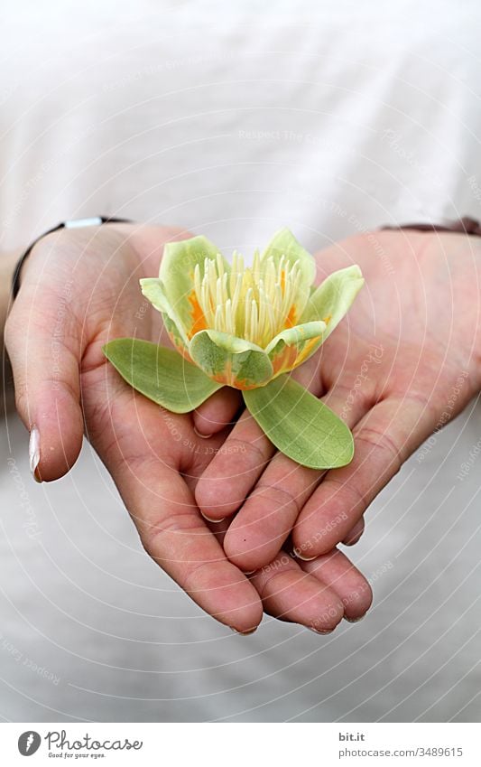 Auf Händen tragen. Blume Blütenpflanze Hand halten Pflanze Natur Blütenblatt Blühend Frühling grün schön Sommer Garten Nahaufnahme gelb Blütenknospen Knospe