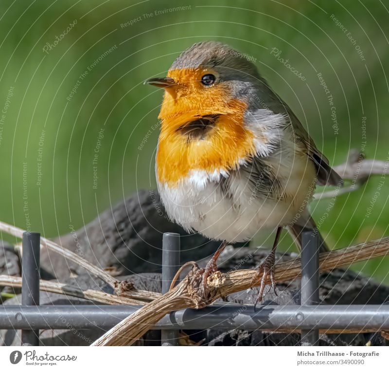 Zerzaustes Rotkehlchen im Wind Erithacus rubecula Ganzkörperaufnahme Blick in die Kamera Tierporträt Blick nach vorn Tiergesicht Schnabel Auge Gefieder Federn