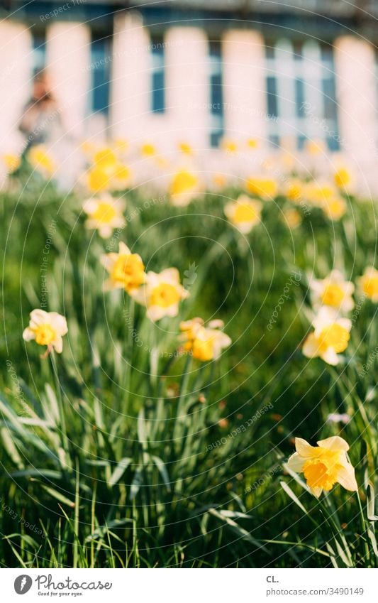 narzissen Blume Blumenwiese Narzissen Wiese gelb Gras Frühling Ostern Blüte grün Natur Pflanze Blühend Menschenleer Garten Tag Schwache Tiefenschärfe