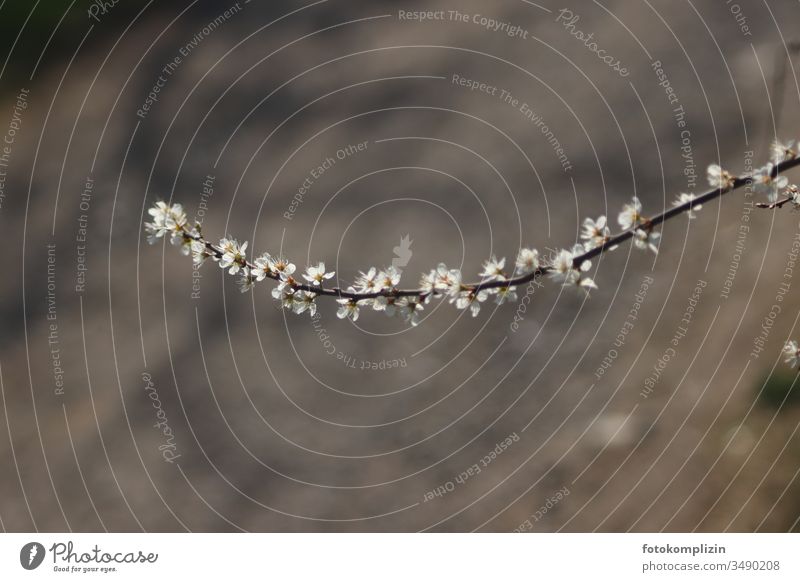 Blütenzweig Frühling Blühend Zweig Schlehen Blütenknospen Frühlingsgefühle Natur Ast weiß frisch Sträucher Außenaufnahme Pflanze Heckenpflanze leicht zart