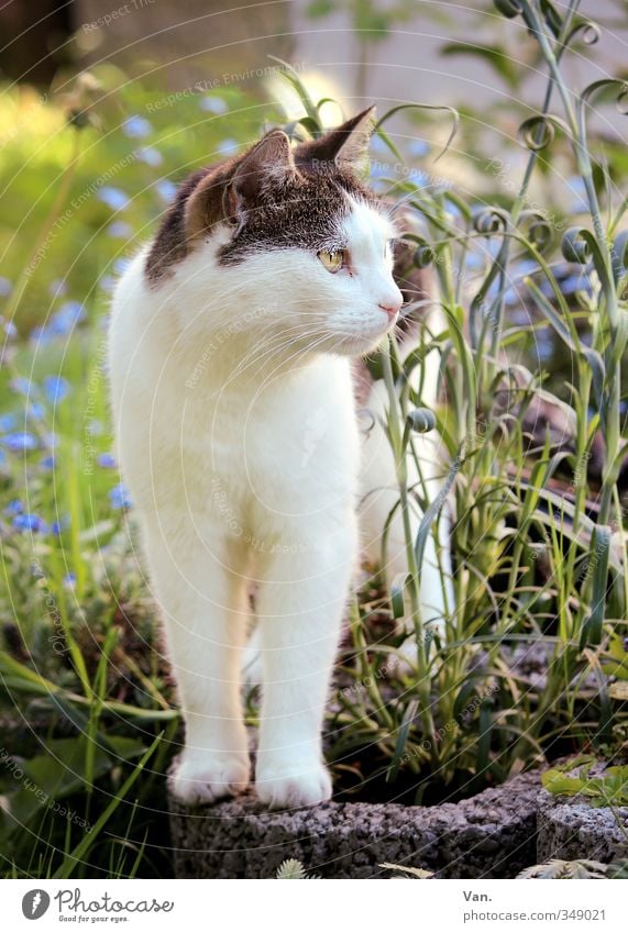 Wachposten Natur Frühling Blume Gras Garten Tier Haustier Katze Fell 1 Neugier weiß Wachsamkeit Farbfoto mehrfarbig Außenaufnahme Menschenleer Abend Tierporträt