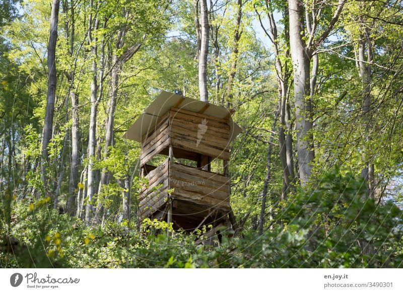 Hochsitz für Jäger im Wald Jägersitz Jägerhütte grün Natur Bäume Laubbäume Holtzhütte Jagd Landschaft Außenaufnahme Farbfoto Baum Holz Umwelt Menschenleer Tag