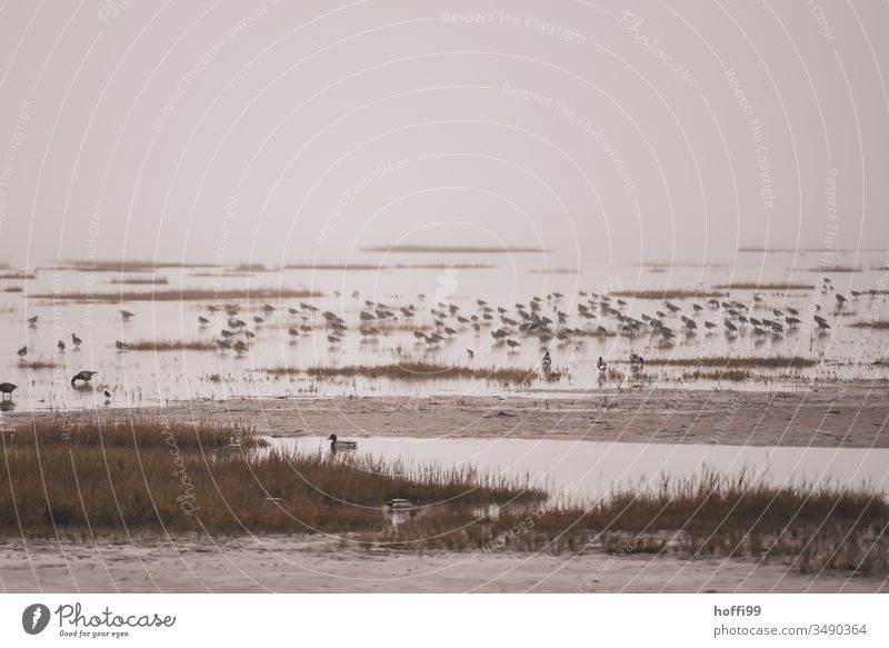 Seevögel im Wattenmeer Vogel Seevogel Wildtier Natur Möwe Federvieh Meeresvogel Wasser Möven Lachmöwe Schnabel Schwarm seevogel alpenstrandläufer Küste Insel