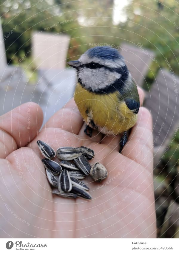 Gerettet und gefüttert - oder eine kleine Blaumeise, die ich aus den Klauen meiner Katze gerettet habe. Zur Stärkung gibts noch ein paar Körnchen. Vogel