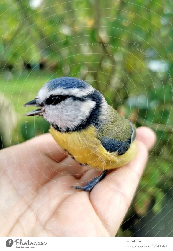 Gerettet - oder eine kleine Blaumeise, die ich aus den Klauen meiner Katze gerettet habe. Vogel Außenaufnahme Tier Natur Farbfoto Meisen Tierporträt Tag 1