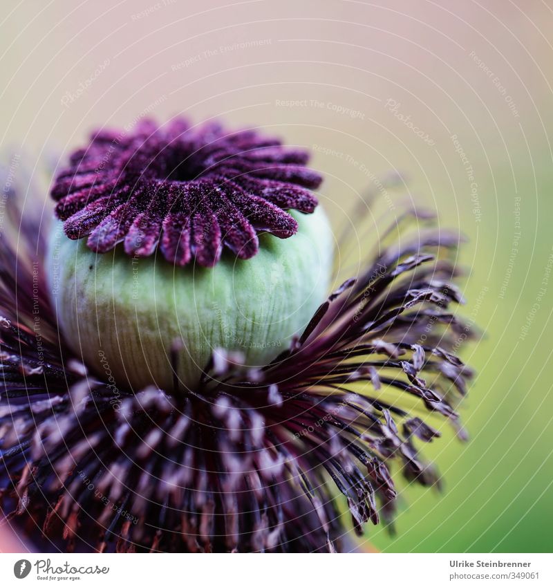 Kopf und Kragen Natur Pflanze Sommer Blüte Mohn Ziermohn Türkischer Mohn Mohnkapsel Garten Wiese Blühend verblüht rund weich einzigartig Orientalischer Mohn