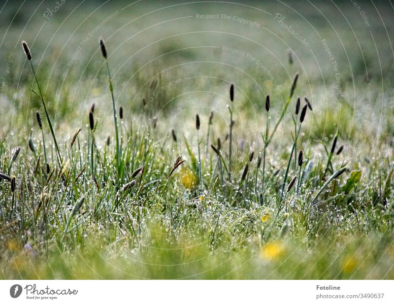 Frostige Stimmung - oder kurz nach Sonnenaufgang, als die Wiesen mit den Gräsern noch mit Raureif überzogen waren Rasen gefroren kalt Gras frostig frieren Natur