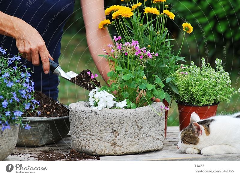 Blumenpflanzung Freizeit & Hobby Gartenarbeit Gärtner Erde Pflanze Gras Blatt Blüte Topfpflanze Arbeit & Erwerbstätigkeit Farbfoto Außenaufnahme Tag