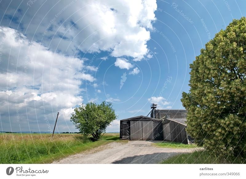 und es war Sommer ...... Umwelt Natur Landschaft Erde Luft Himmel Schönes Wetter Baum Gras Sträucher Feld blau grün Scheune Scheunentor Landwirtschaft Wolken