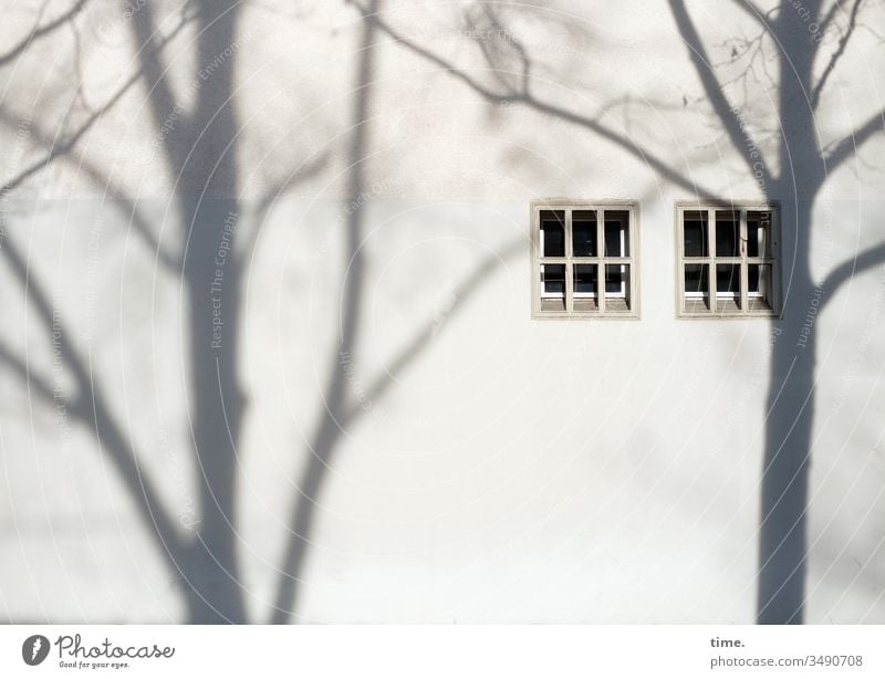 Bühnenbild | Architektur und Natur schatten wand fenster baum mauer wohnen abendlicht sonnig schattig muster struktur ast verlassen skurril urban