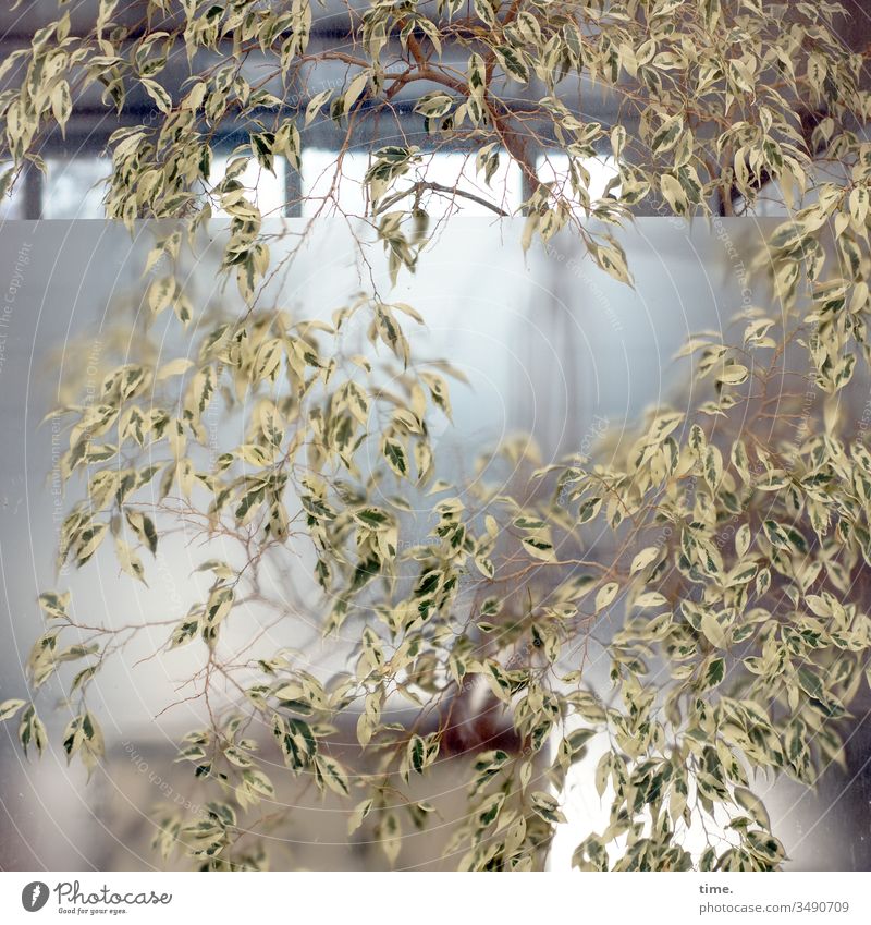 controlled nature fenster Zimmerpflanze Haus wachstum überwuchert unkontrolliert verwunschen überwachsen Natur nachhaltig durchblick Birkenfeige Ficus benjamina