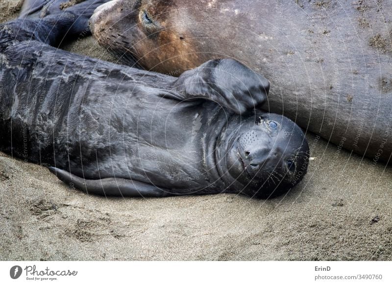 Neugeborener Nördlicher See-Elefantenrobbenwelpe schaut in die Kamera Nördlicher Seeelefant fiederspaltig neugeboren Saugrüssel Geburt aussruhen Strand Mutter