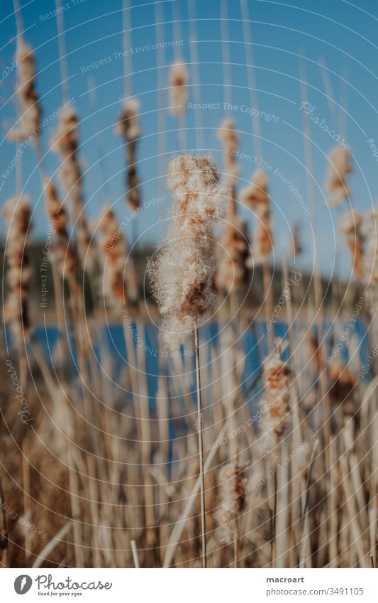 Rohrkolben (Typha) Kanonenputzer Lampenputzer Schlotfeger Bumskeule Rohrkolbengewächse Süßgrasartigen Wassserpflanze wasser gewässer see sumpfpflanze