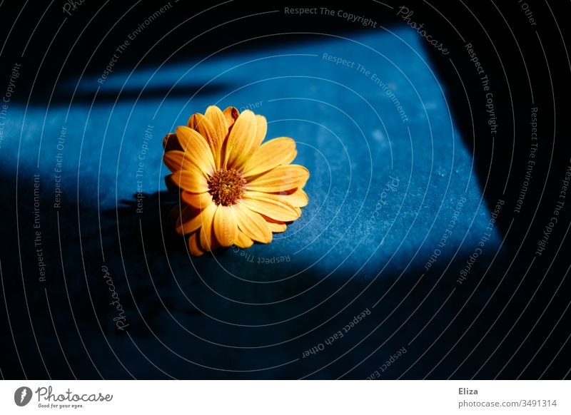 Eine orangene Blume im Sonnenlicht auf blauem Hintergrund; Osteospermum, Kapmargerite, Kapkörbchen kapmargerite Blüte Natur Pflanze Frühling Farbfoto