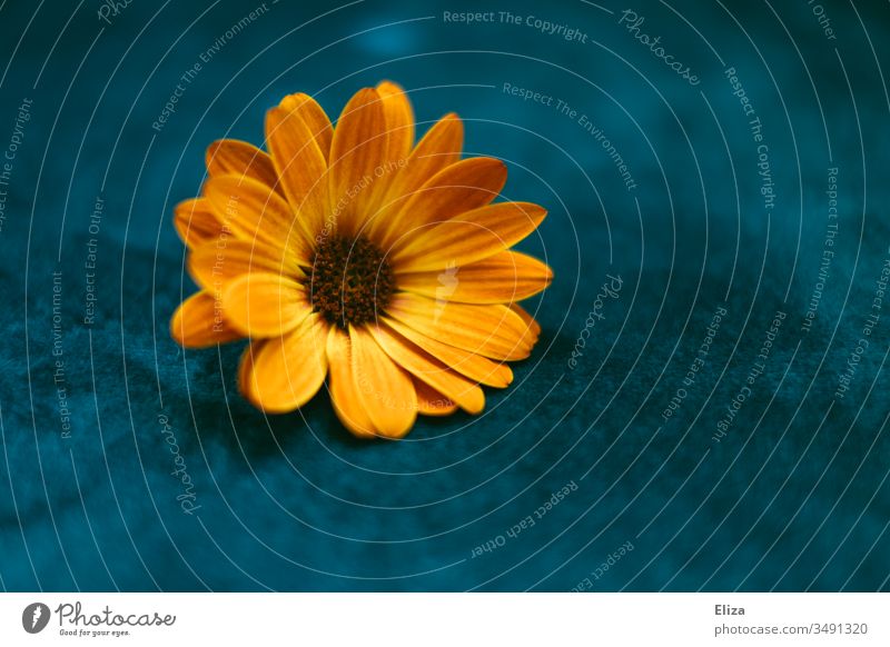 Eine orangene Blume auf blauem Hintergrund; Osteospermum, Kapmargerite, Kapkörbchen kapmargerite Blüte Natur Pflanze Frühling Farbfoto Nahaufnahme Menschenleer