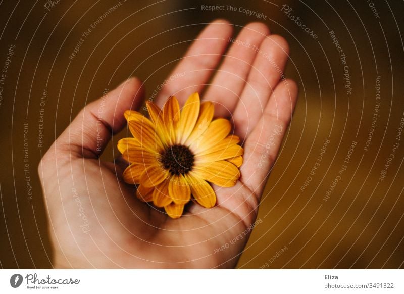 Ein Mensch der eine orangene Blüte Blume in der Hand hält; Kapkörbchen, Kapmargerite retro brauntöne Geschenk geben Farbfoto Geburtstag schenken Liebe Blühend