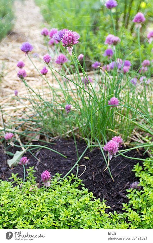 Gegen alles ist ein Kraut gewachsen, fast. Schnittlauch Garten Erde grün Pflanze Kräuter & Gewürze frisch Natur Nutzpflanze Bioprodukte Ernährung Gesundheit