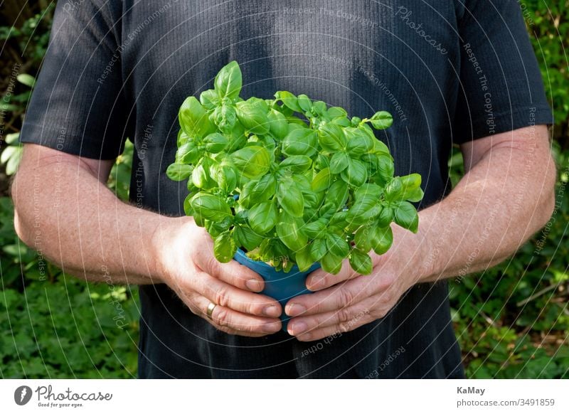 Zwei Männerhände halten einen Topf mit Basilikum Kräuter Gärtnern Garten Balkon Ocimum basilicum Pflanzen Hände Mann Mensch grün Frühling Sommer