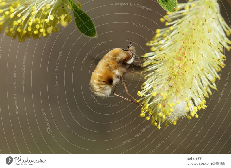 Wollschwebermahl Natur Tier Frühling Schönes Wetter Blüte Wildtier Fliege Flügel 1 Blühend fliegen Fressen lecker braun gelb Insekt Weidenkätzchen schwebend