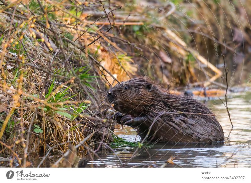 Ein nasser Biber sitzt im Wasser am Ufer eines Baches Tier Bank Biberburg Ast Textfreiraum kuschlig kuschelig weich niedlich Wald Fell nagen Säugetier Natur