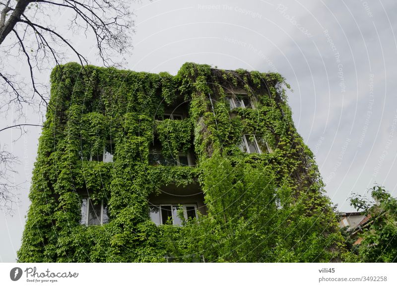 Fantastisches Backsteinhaus mit Parthenocissus quinquefolia bedeckt im Frühsommer in Sofia, Bulgarien, Europa fantastisch Baustein Haus parthenocissus