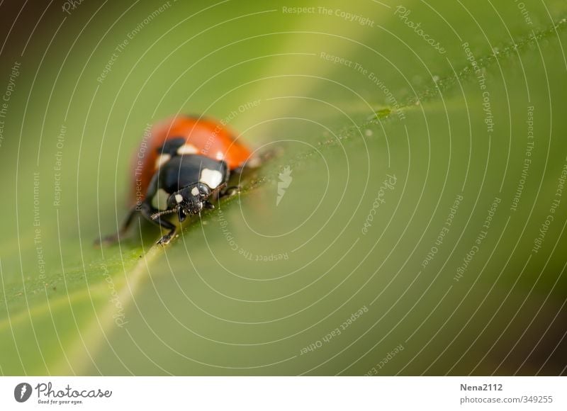 Face à face Umwelt Natur Tier Frühling Sommer Schönes Wetter Blatt Garten Park Wiese Feld Wald Käfer 1 krabbeln grün rot Glücksbringer Marienkäfer Insekt