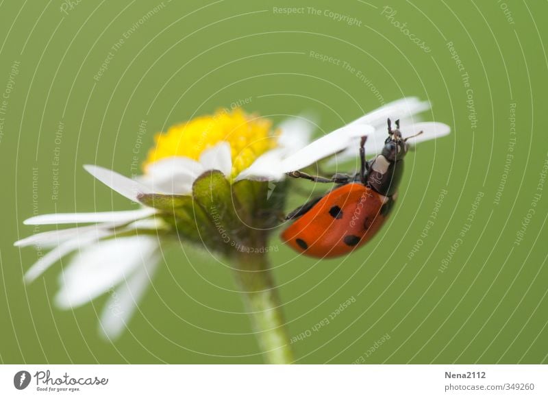 Auf Entdeckungsreise Umwelt Natur Tier Frühling Sommer Blume Blüte Wildpflanze Garten Park Wiese Feld Käfer 1 beobachten entdecken krabbeln grün rot