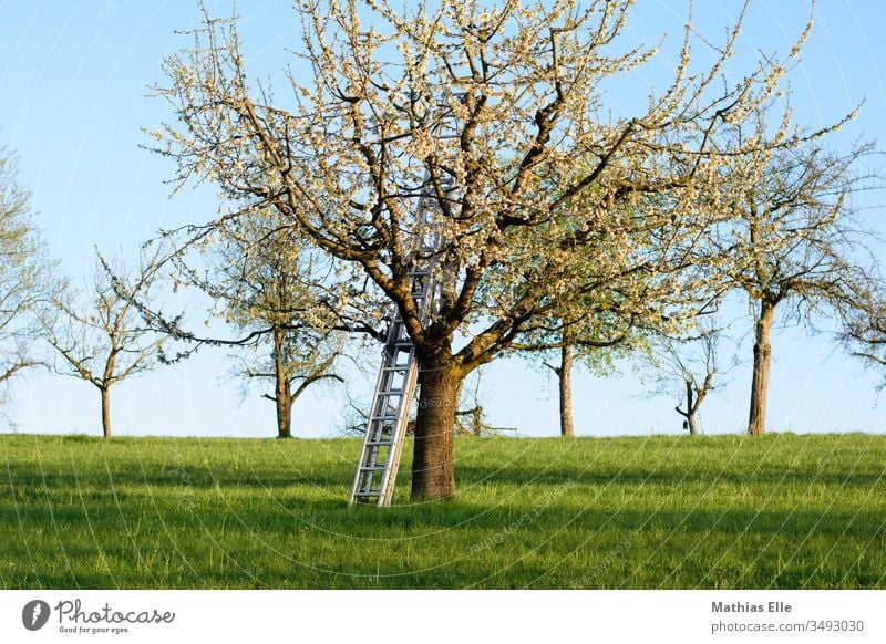 Leiter für die Veredelung am Obstbaum Sonnenlicht Licht Tag Menschenleer Außenaufnahme Farbfoto Blühend Ast Obstgarten weiß natürlich blau Garten Nutzpflanze