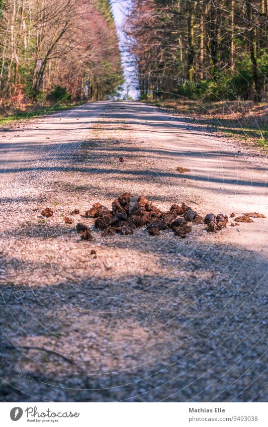 Pferdeäpfel auf Waldweg Froschperspektive Tag laufen braun grau Ekel Scheiß Ausscheidungen Kot Pferdeapfel Tier wiederlich ihh eklich pferdeäpfel pferdekacke