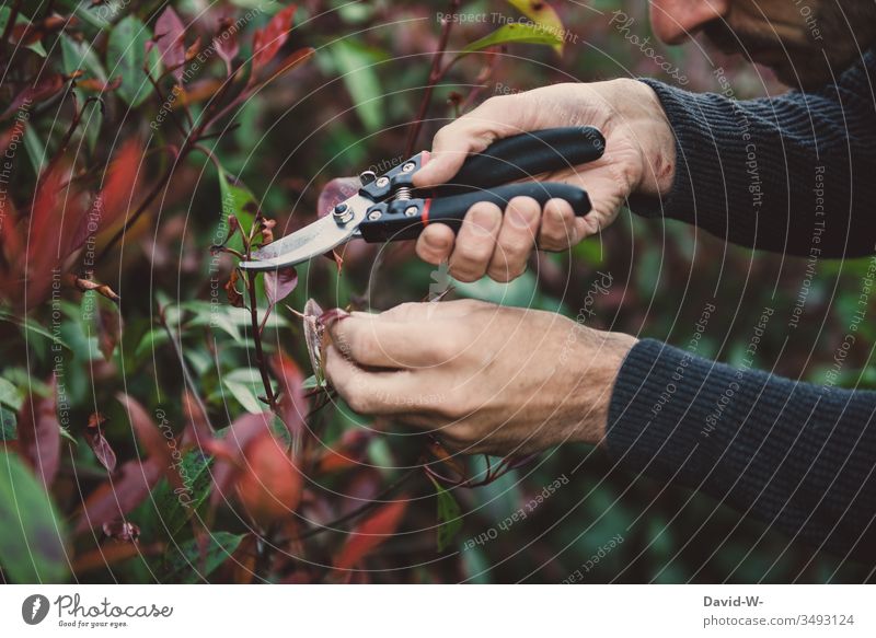 Rückschnitt - Pflanzen mit Gartenschere schneiden Heckenschere Gartenarbeit kürzen Ast Herbst Hände