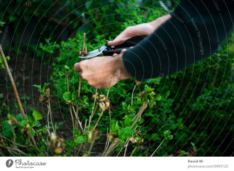 Mann im Garten mit Gartenschere schneidet Pflanze Hand schneiden Natur Mensch Verblühte Hortensie verblüht Frühling scharf gärtnern Gärtner Blüte Triebe