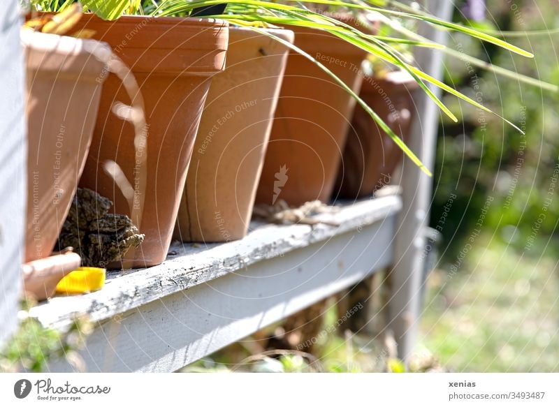 im Garten stehen bepflanzte Tontöpfe in Reihe auf alter Gartenbank Blumentopf Bank Tontopf Pflanzen Sommer Frühling Schwache Tiefenschärfe grün braun Terrakotta