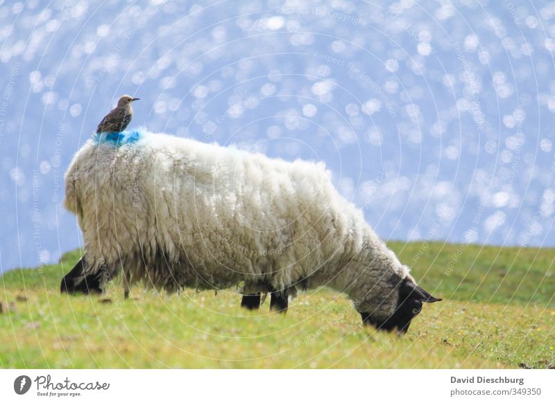 Punktlandung Ferien & Urlaub & Reisen Sommerurlaub Natur Wasser Frühling Schönes Wetter Pflanze Gras Grünpflanze Wiese Küste Meer Tier Nutztier Wildtier Vogel