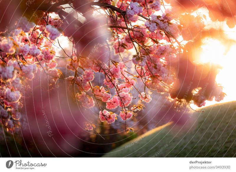 Kirschblüte in Berlin am Fliegeberg spazierengehen Spaziergang Frühling Landschaft bunt Naturerlebnis Naturwunder Außenaufnahme Sonnenaufgang Zentralperspektive