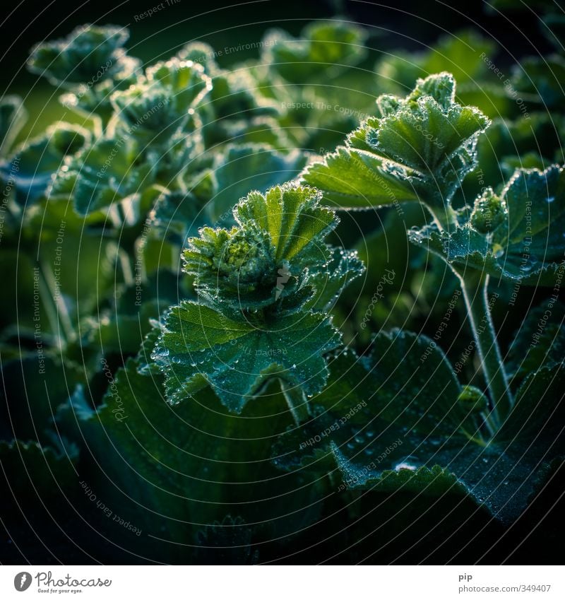 frauen(regen)mantel Natur Pflanze Wassertropfen Sträucher Blatt Frauenmantel Frauenmantelblatt Stauden Garten nass grün Silhouette Tau hydrophob frisch Farbfoto