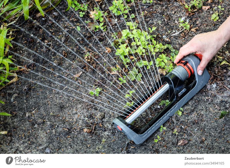 Regner sprüht Wasser auf Grünpflanzen in der Erde mit Hand Sprinkler Viereckregner bewässern gießen Wasserstrahl Pflanze grün Garten Gartenarbeit Fächer Gärtner